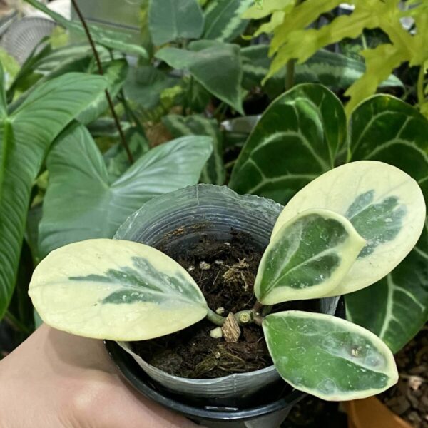 Hoya obovata albomarginata
