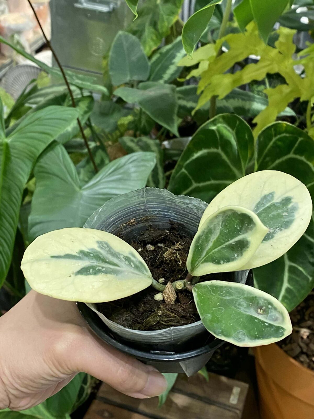 Hoya obovata albomarginata 鏡葉外錦毬蘭