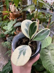 Hoya obovata albomarginata - Image 3