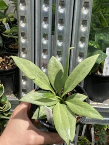 Hoya nicholsoniae 'New Guinea Ghost' 新幾內亞鬼毬蘭