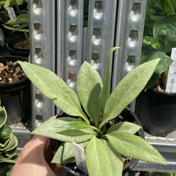 Hoya nicholsoniae 'New Guinea Ghost'