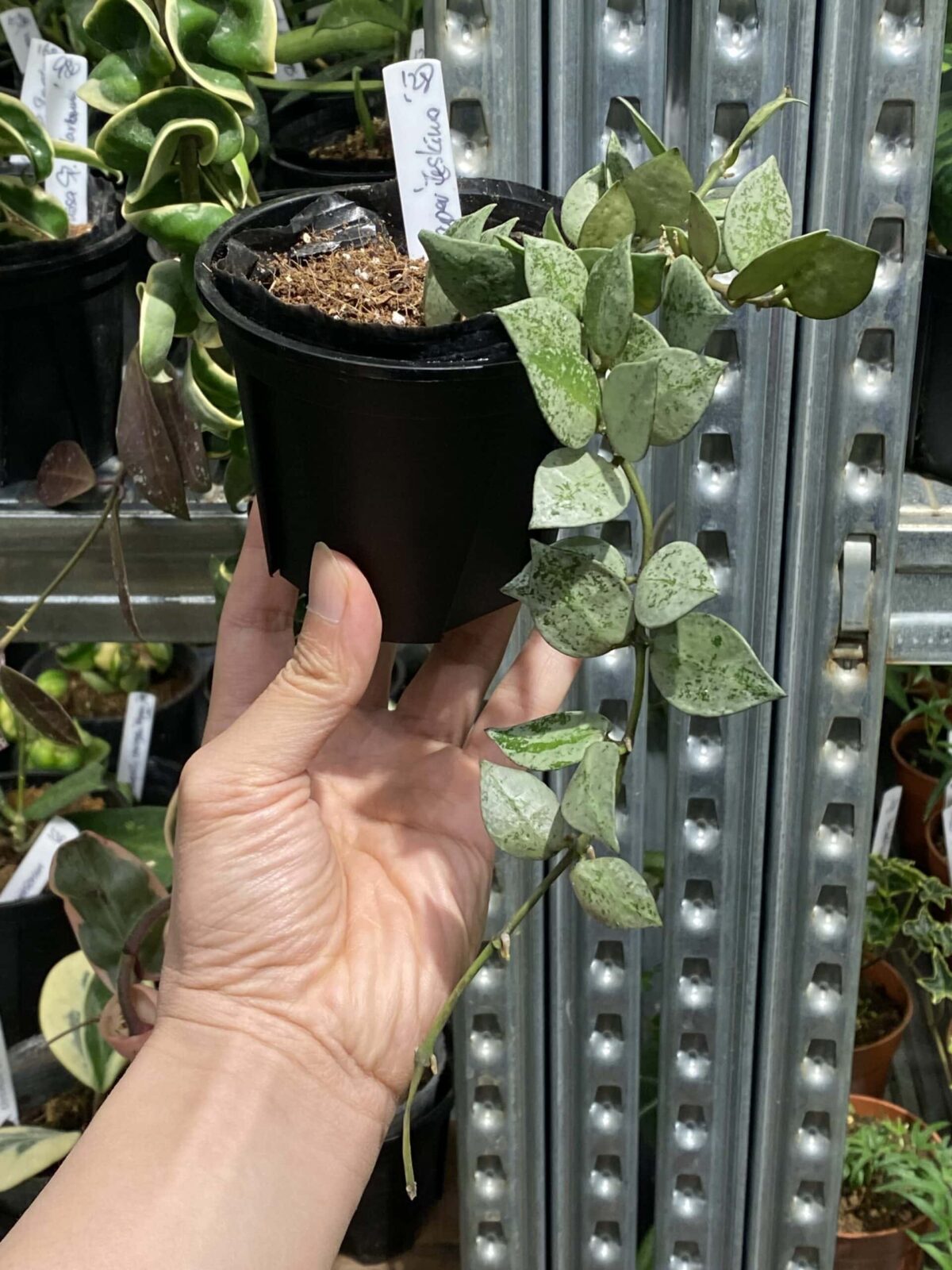 Hoya Krohniana Eskimo 'Super Silver' 裂瓣愛斯基摩毬蘭 Hoya Krohniana Eskimo 'Super Silver' 裂瓣愛斯基摩毬蘭 — 植仔 Plantjai 香港觀葉植物