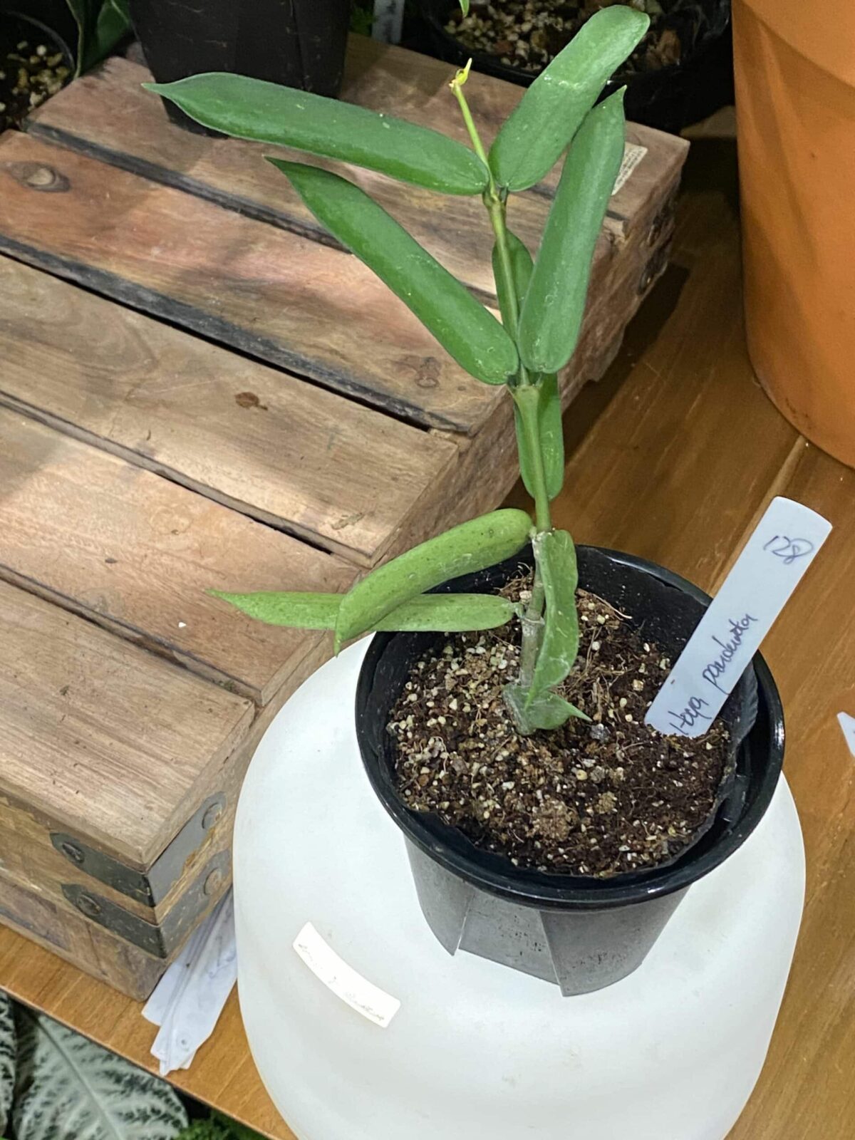 Hoya pandurata 琴葉毬蘭