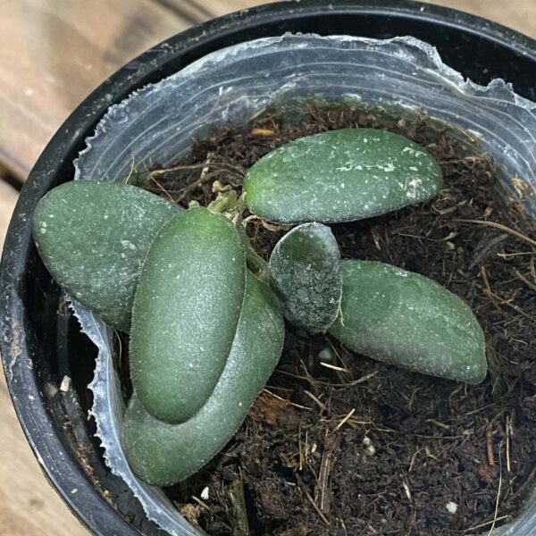 Hoya GPS7240 — 植仔 Plantjai 香港觀葉植物