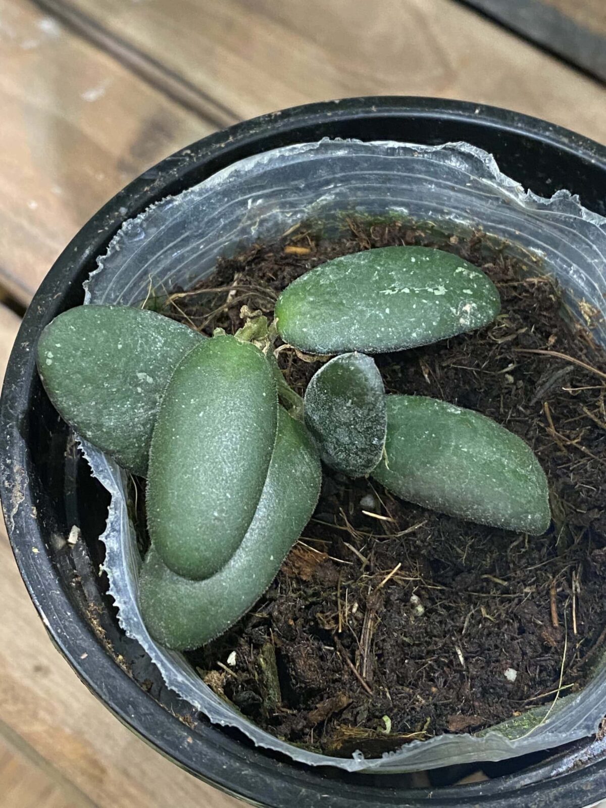 Hoya GPS7240 玉扣毬蘭