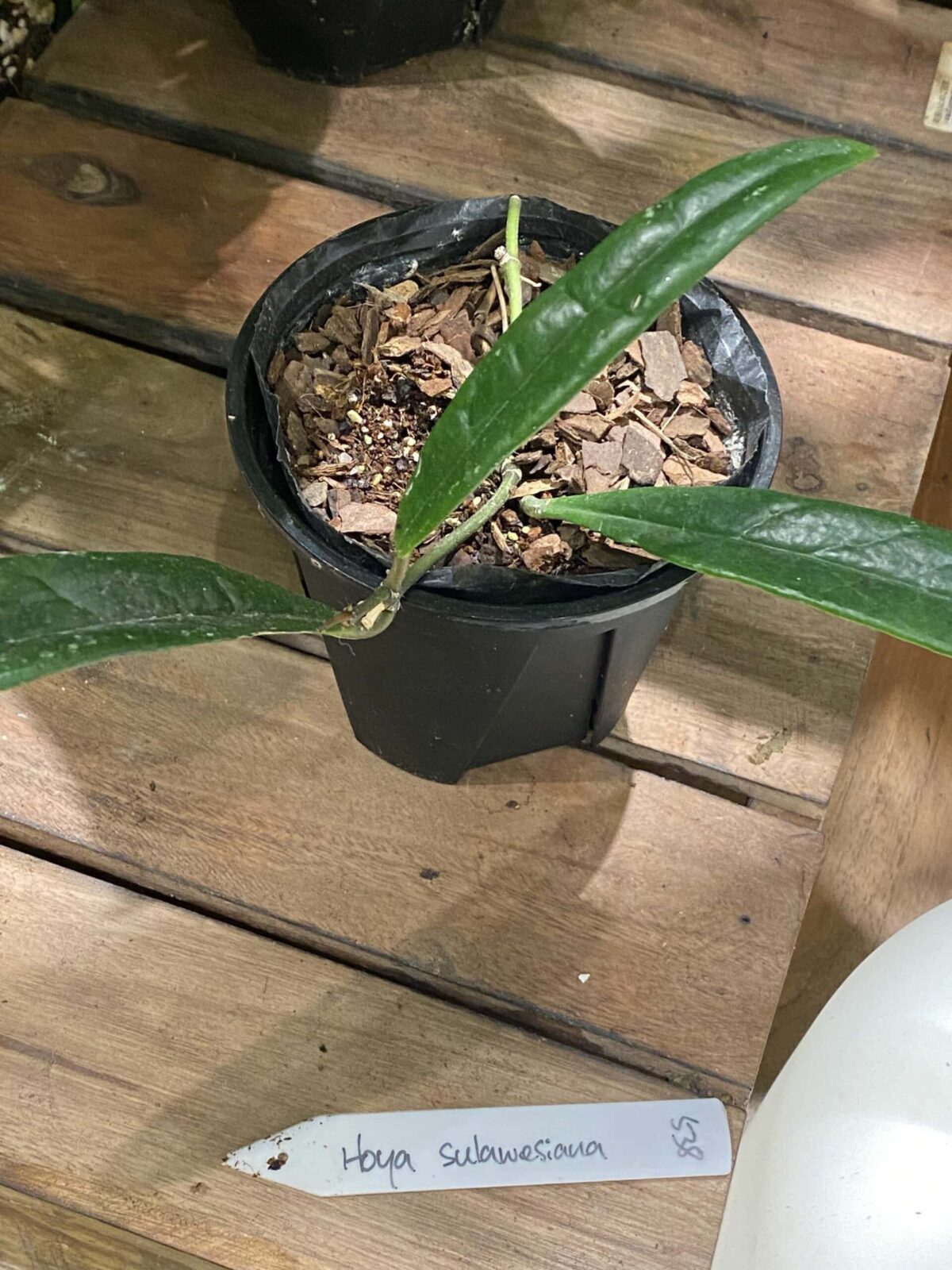 Hoya sulawesiana 蘇拉威西毬蘭