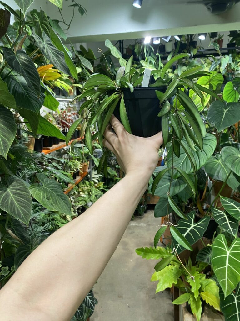 威特毬蘭
