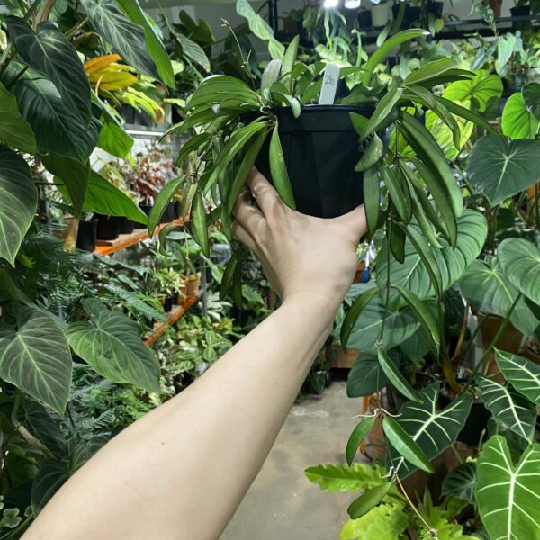 威特毬蘭 — 植仔 Plantjai 香港觀葉植物