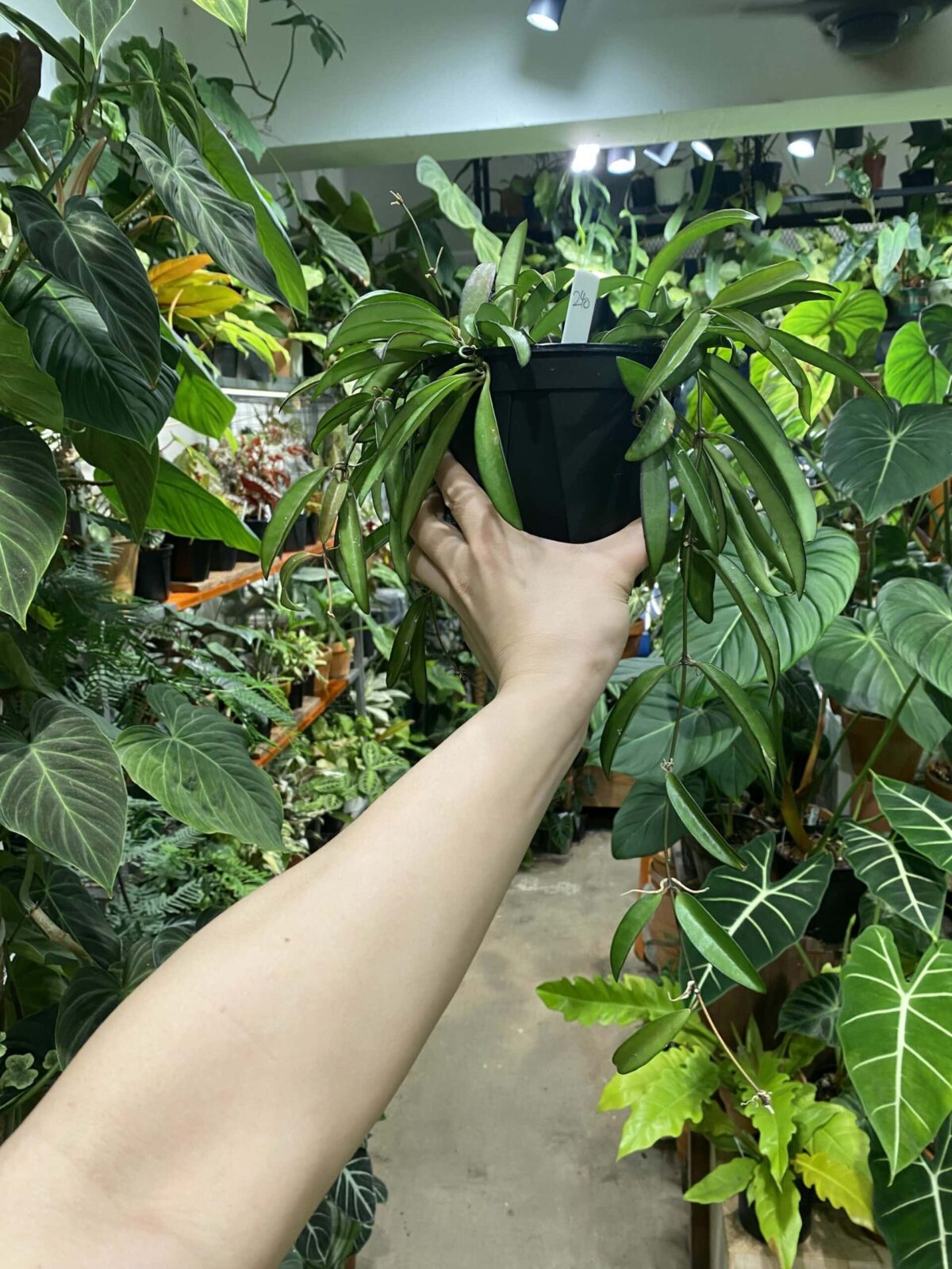 Hoya wayetii 威特毬蘭