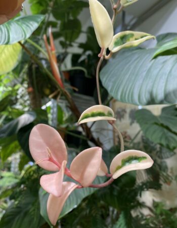 Hoya collina biakensis 比亞克毬蘭（Hoya collina biakensis）— 植仔 Plantjai 香港觀葉植物