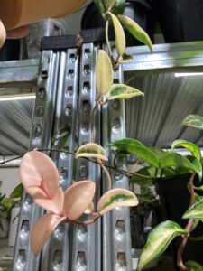 Hoya carnosa cv. Suzie (krinkle 8 variegata) 克林克外錦毬蘭