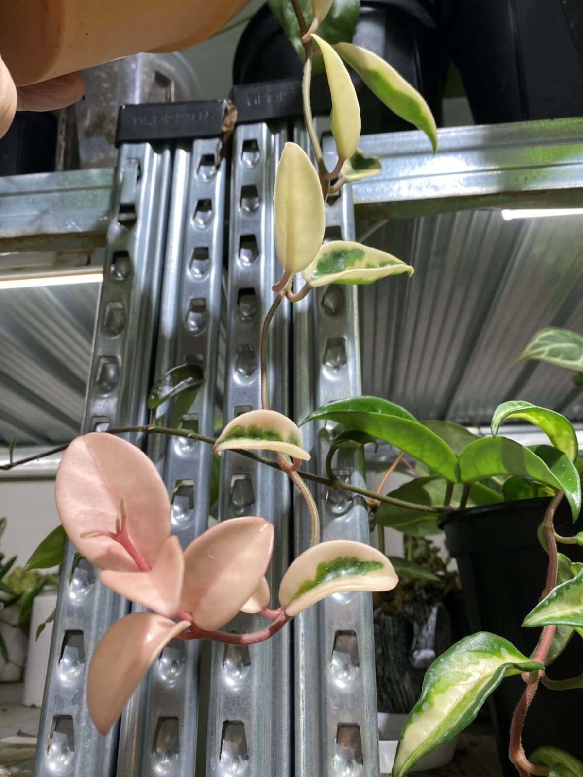 Hoya carnosa cv. Suzie (krinkle 8 variegata) - 植仔 Plantjai
