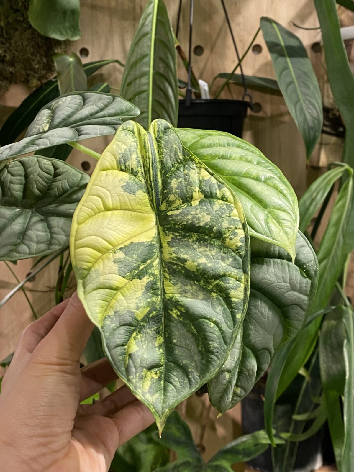 Alocasia silver dragon variegated 白犀牛錦海芋