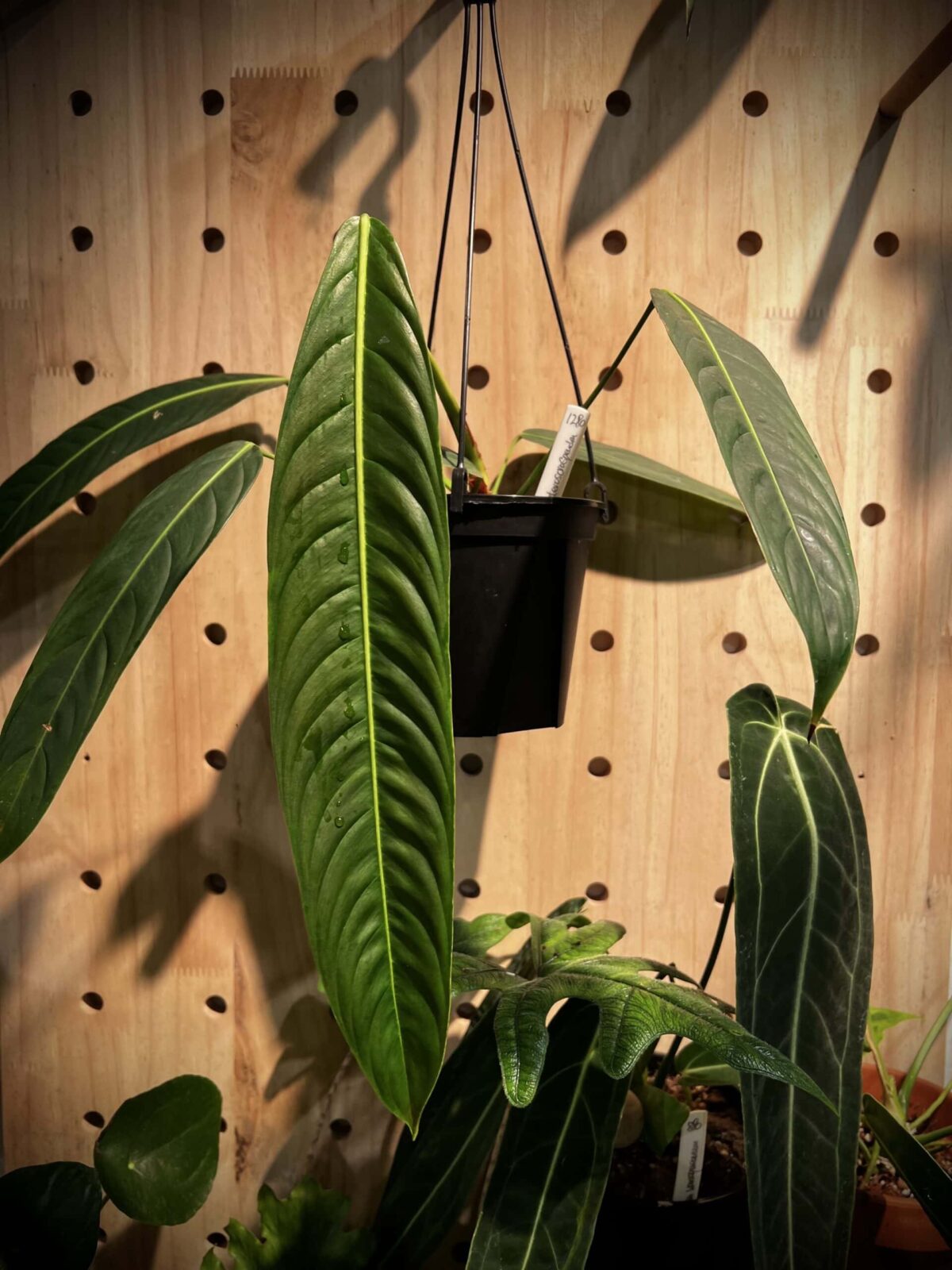 Philodendron heterocraspedon PH蔓綠絨