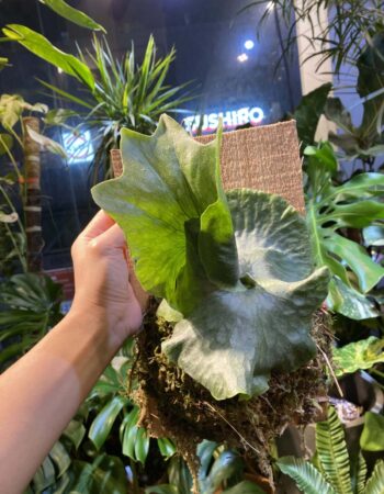 女王鹿角蕨 — 植仔 Plantjai 香港觀葉植物