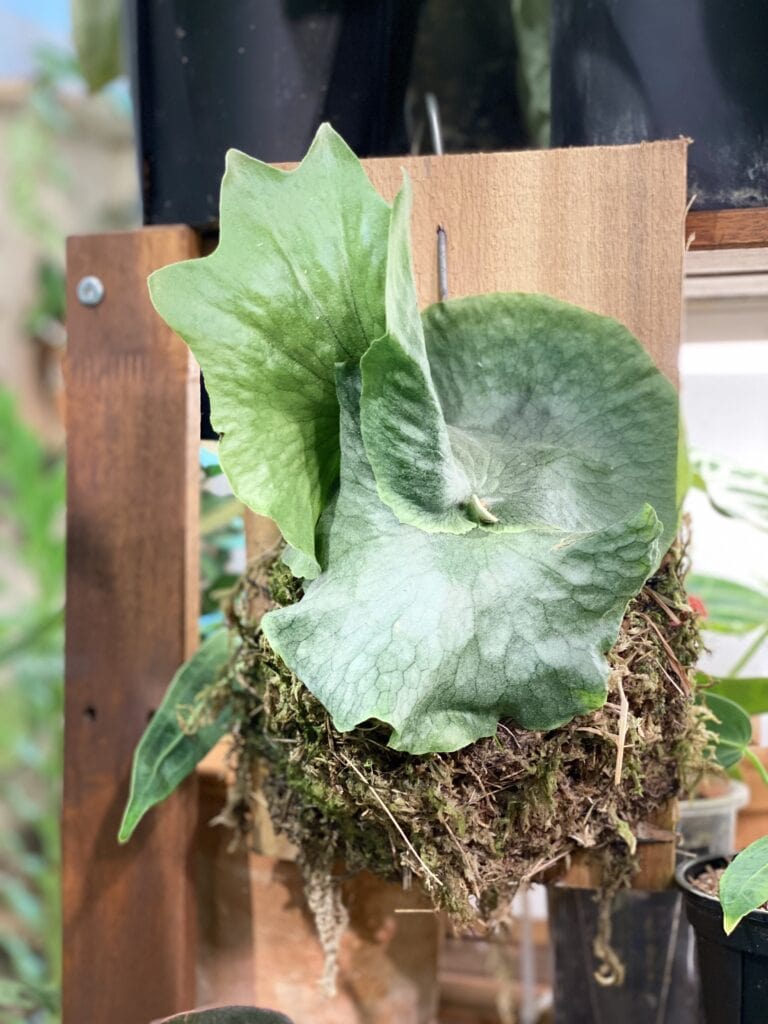 女王鹿角蕨