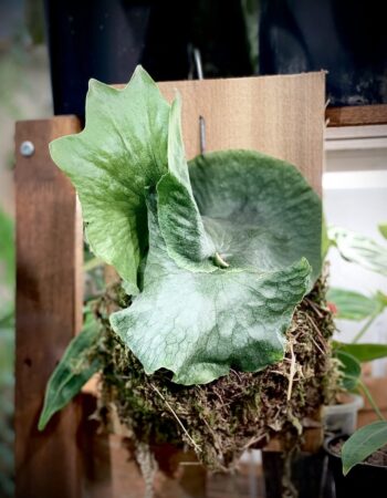 女王鹿角蕨 — 植仔 Plantjai 香港觀葉植物
