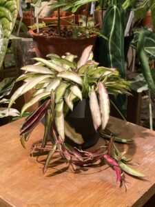 Hoya kentiana variegated 冰糖內錦毬蘭