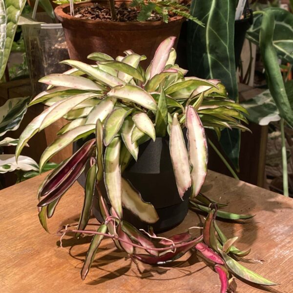 冰糖內錦毬蘭 — 植仔 Plantjai 香港觀葉植物