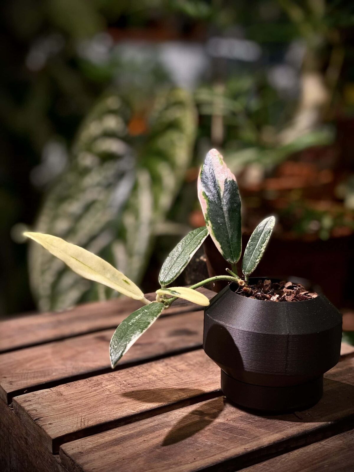 Hoya callistophylla ssp. long leaf - 植仔 Plantjai - 香港觀葉植物