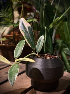 Hoya lyi Prism - Image 3
