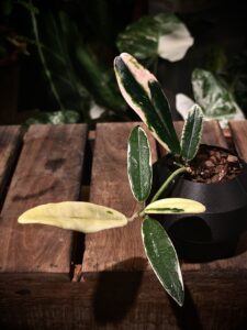 Hoya lyi Prism - Image 4