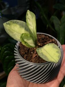 Hoya carnosa 'Argentea Princess' - Image 2