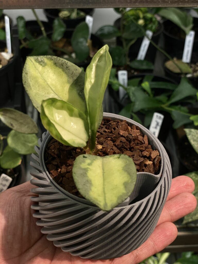 Hoya carnosa ‘Argentea Princess’ Hoya Argentea Princess (2 Leaves) Cutting