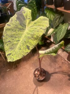 Colocasia 'Mojito' 莫吉托海芋：圖片 2