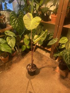 Colocasia 'Mojito' 莫吉托海芋：圖片 3