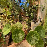 Olive tree（Olive tree）— 植仔 Plantjai 香港觀葉植物