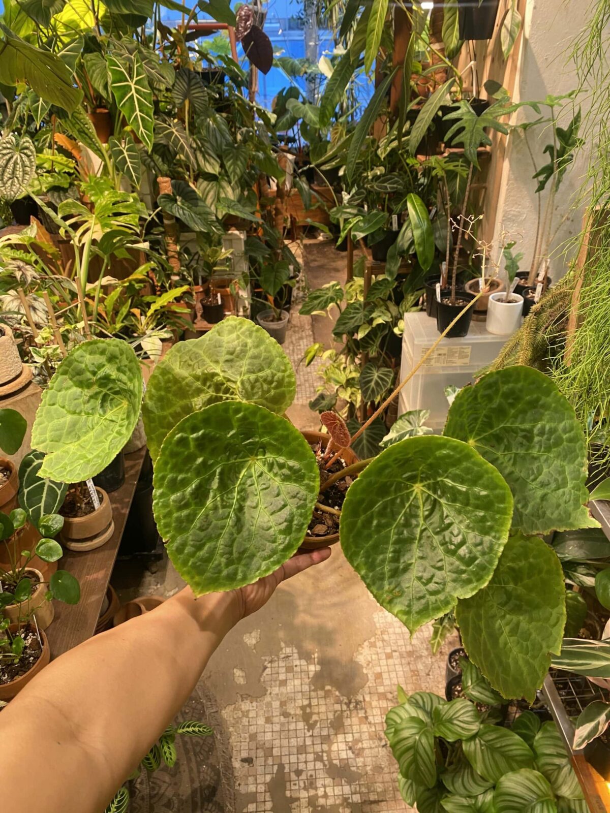 Begonia phuthoensis 富壽秋海棠