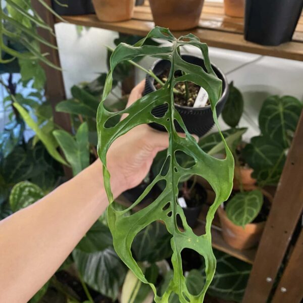 秘魯斜葉龜背竹（Monstera adansonii）— 植仔 Plantjai 香港觀葉植物