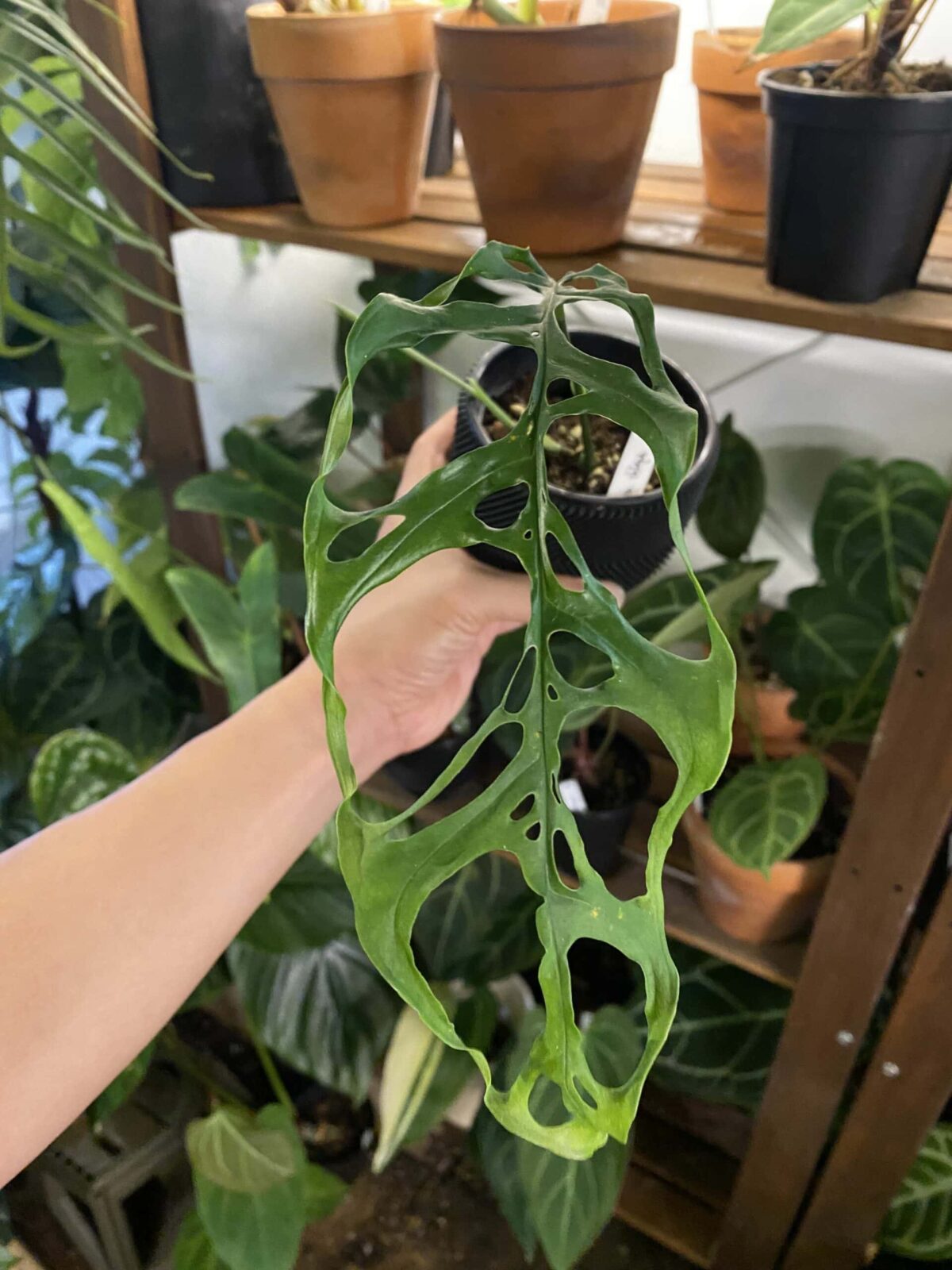 Monstera Obliqua Peru 秘魯斜葉龜背竹