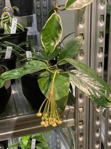 Hoya praetorii 猴王毬蘭