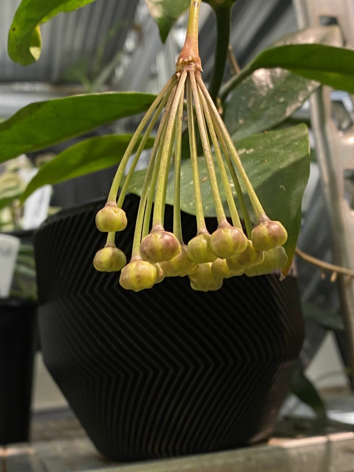 Hoya praetorii 猴王毬蘭