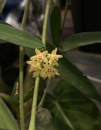 Hoya collina biakensis 比亞克毬蘭（Hoya collina biakensis）— 植仔 Plantjai 香港觀葉植物
