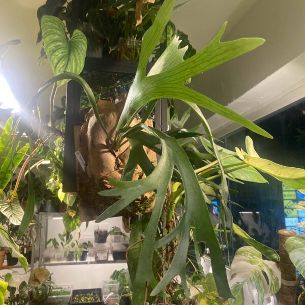 二岐鹿角蕨 — 植仔 Plantjai 香港觀葉植物