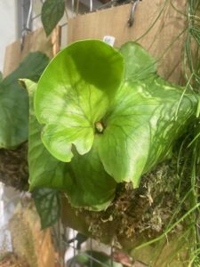 Platycerium coronarium 皇冠鹿角蕨