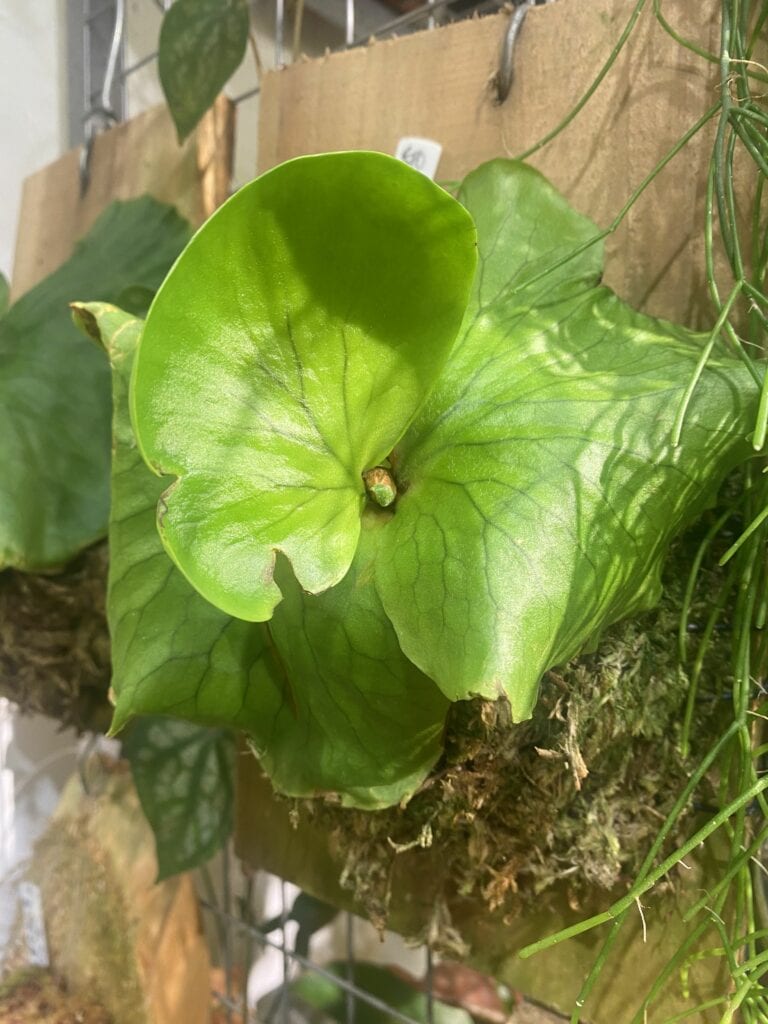 皇冠鹿角蕨