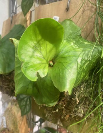 女王鹿角蕨 — 植仔 Plantjai 香港觀葉植物