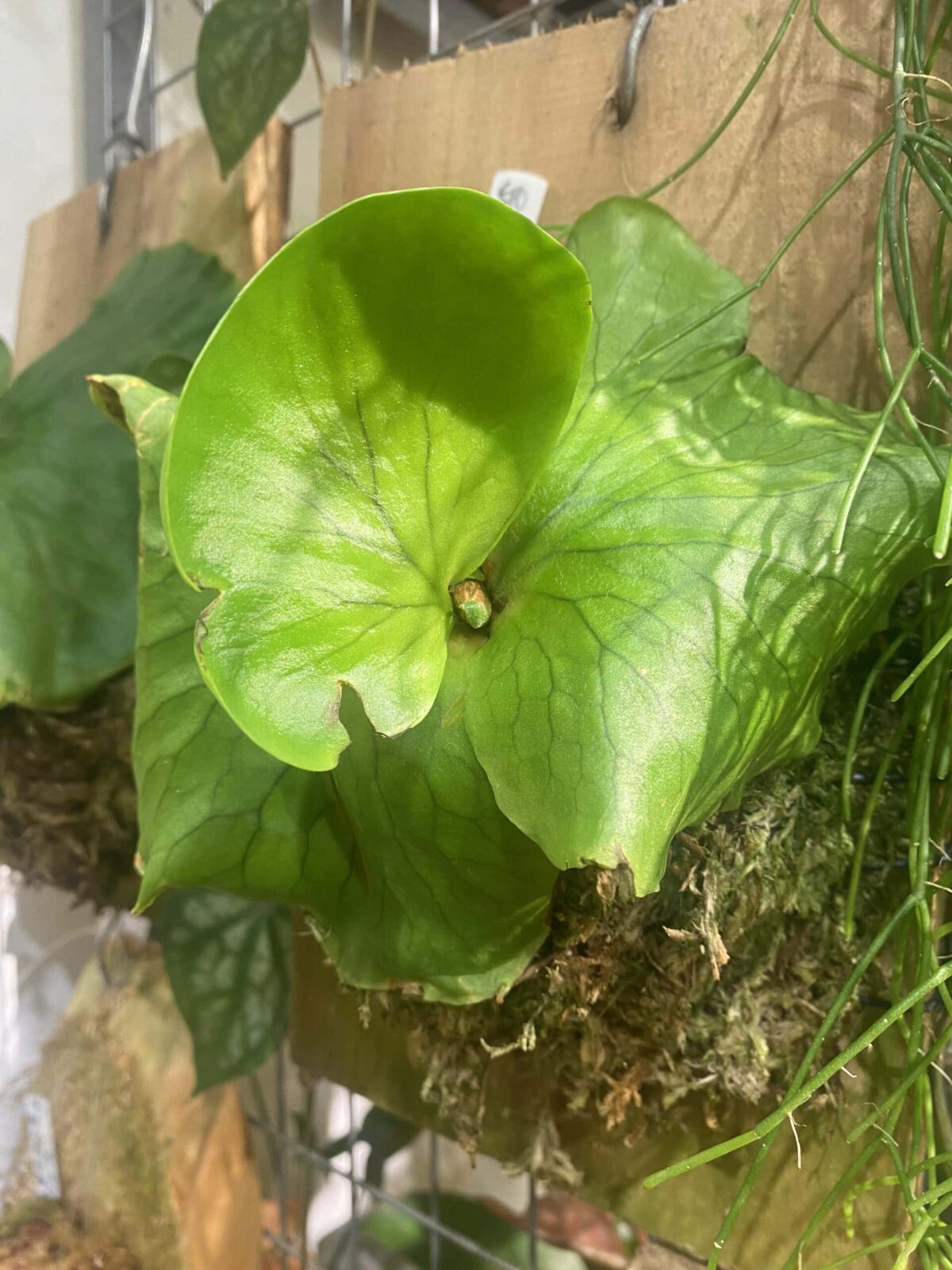 Platycerium coronarium 皇冠鹿角蕨