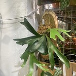 Platycerium wandae Racib. 女王鹿角蕨（Platycerium wandae Racib.）— 植仔 Plantjai 香港觀葉植物