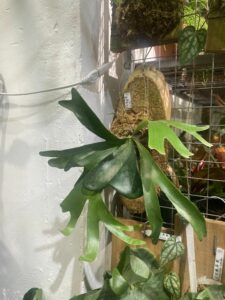 Platycerium alcicorne (Willemet) Desv. 馬達加斯加圓盾鹿角蕨