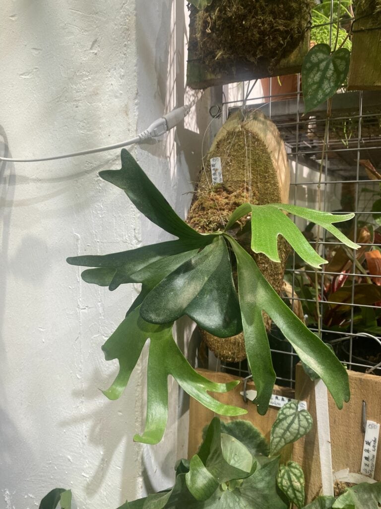 馬達加斯加圓盾鹿角蕨