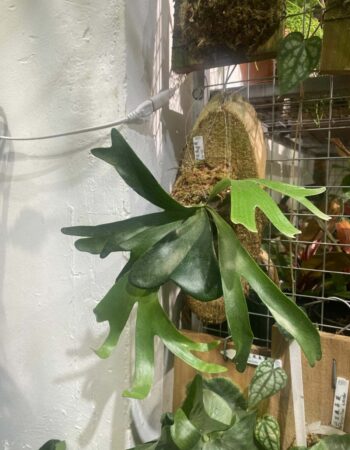 女王鹿角蕨 — 植仔 Plantjai 香港觀葉植物