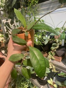 Hoya sp. Gunung Gading 加汀山毬蘭