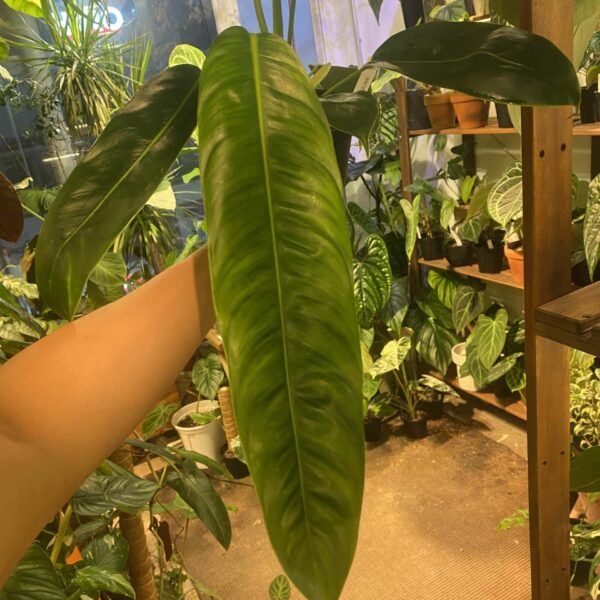 Philodendron patriciae