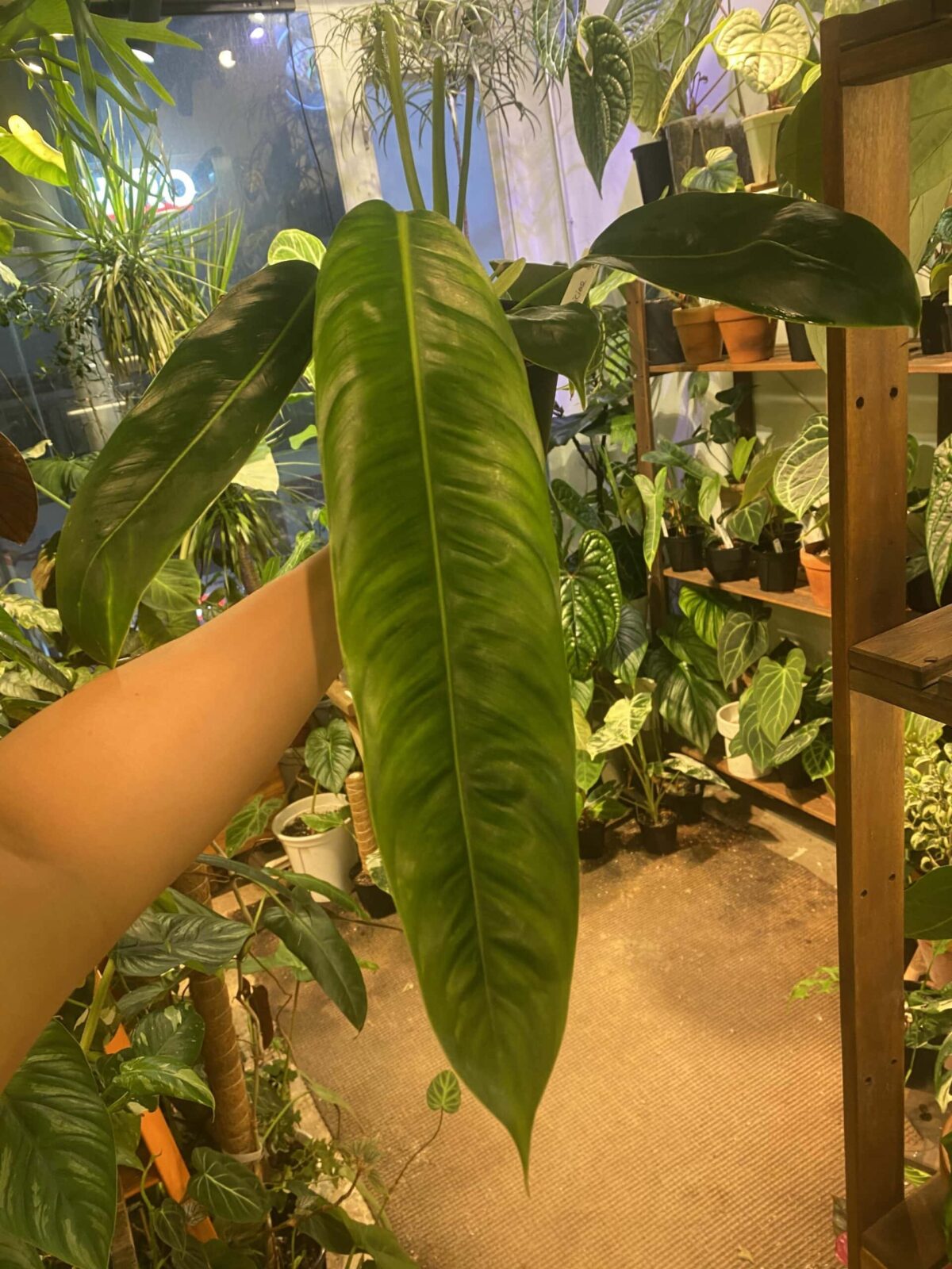 Philodendron patriciae 派翠西亞蔓綠絨