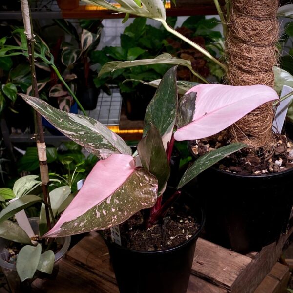 銀河粉公主蔓綠絨 — 植仔 Plantjai 香港觀葉植物
